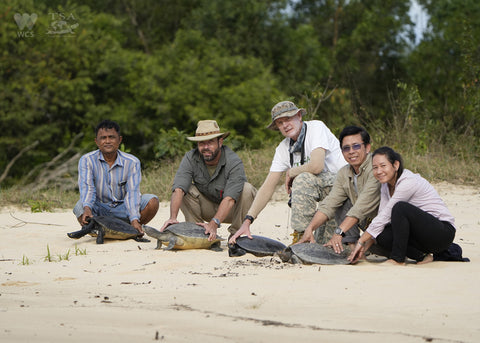 Last week, Turtle Survival Alliance’s partner WCS Cambodia released four Southern River Terrapins (Batagur affinis) back into the Sre Ambel River of southwestern Cambodia.