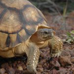 Ploughshare tortoise or angonoka, Astrochelys yniphora