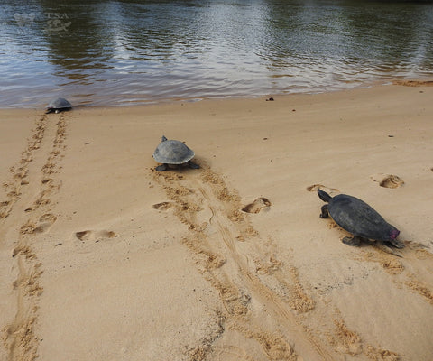 To allow the WCS Cambodia turtle team to track the terrapins’ movements follow their re-release, three of the turtles are now equipped with sonic transmitters on the rear edge of their top shell.