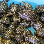 Confiscated Florida Box Turtles_Credit_FWC|Cases-Infographic|Call-to-Action-Letter-Update_Eastern-Box-Turtle|Call-to-Action-Letter-Update_Florida-Box-Turtles