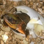 Chinese Three-striped Box Turtle Hatchling