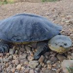 This female Dahl’s Toad-headed Turtle is one of the newest additions to the La Carranchina Natural Reserve. Photo: Igor Valencia