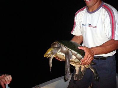 dermatemys_captured_on_the_temash_river_toledo_belize04.20.10