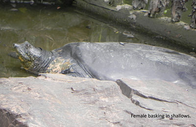 female_basking