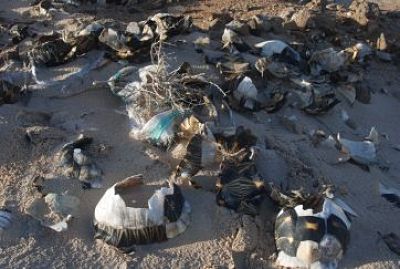 grissly_remains_of_over_200_radiated_tortoises_at_dump_in_faux_cap_opt