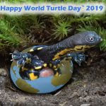 Happy-World-Turtle-Day-2019