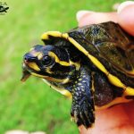 Hatching-Hardella_Arunima-Singh|Hatchling-Hardellas-2_Shailendra-Singh|Hatchling-Hardellas-1_Shailendra-Singh