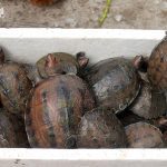 Juvenile Painted Terrapins|Juvenile-Painted-Terrapins|Female-Painted-Terrapin|Male-Painted-Terrapin