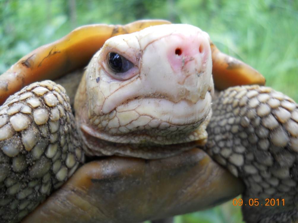 Male_Indotestudo_elongata_captured_in_Indaing_forest_at_Shwe_Settaw_Wildlife_Sanctuary.__Note_bright_pink_coloration_of_nose