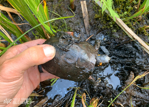 Bog Turtles are notoriously cryptic, spending much of their time hidden beneath mud or amongst dense vegetation. Photo credit: Colin Osborn