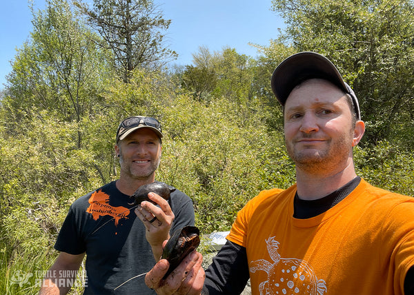 Colin Osborn and Joe Pignatelli, certified Bog Turtle technicians, hold turtles equipped with radio transmitters this spring. Photo credit: Joe Pignatelli