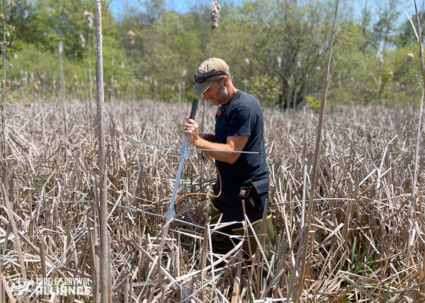 Colin Osborn performs radio telemetry for Bog Turtles in a northern New Jersey wetland. Credit: Joe Pignatelli