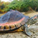 Ping-ringed Tent Turtle_Shailendra Singh 2|Pangshura-tentoria-circumdata-Features-FINAL-copy|Ping-ringed-Tent-Turtle_Shailendra-Singh|Pink-ringed-Tent-Turtle-Range-copy|Pink-ringed-Tent-Turtle-Range-copy-1