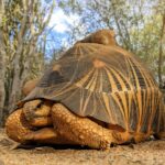 A wild resident tortoise cautiously stares down the researchers after being equipped with a GPS logger and radio-transmitter. Photo by Lance Paden