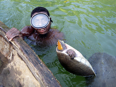 removing_hickatee_from_trammel_net_belize_river5.3.10