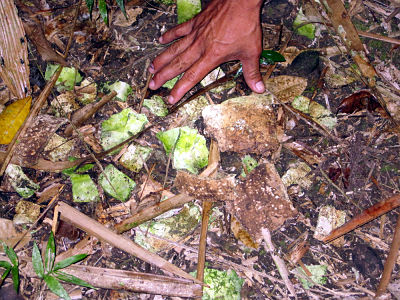 shell_fragments_found_at_lagoon-side_camp_cox_lagoon_4.26.10