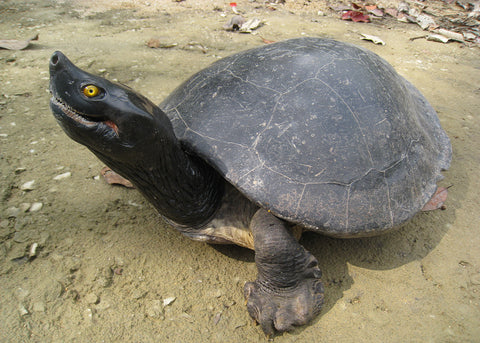 Southern River Terrapin (Batagur affinis)