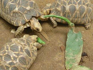 startorts-lawkananda-eating-opuntiacactus-first-time