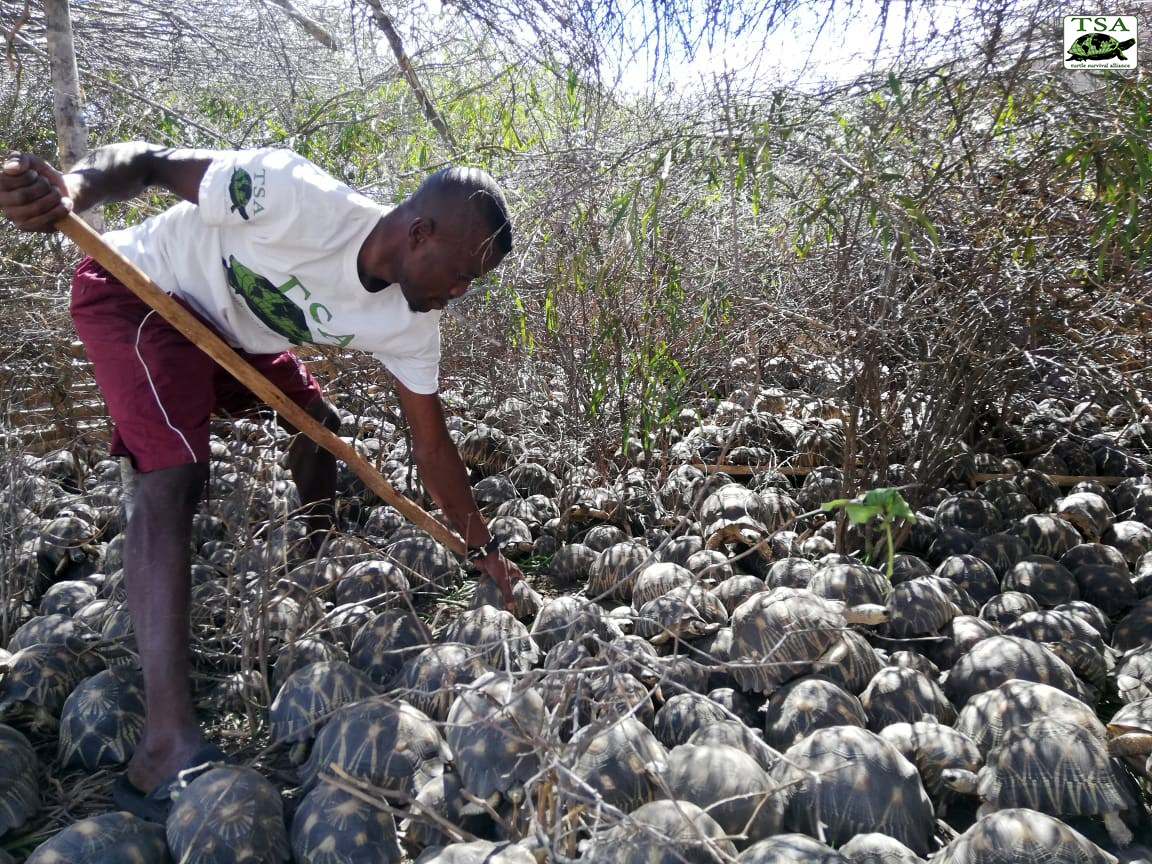 Tsito Inspects Tortoises FINAL