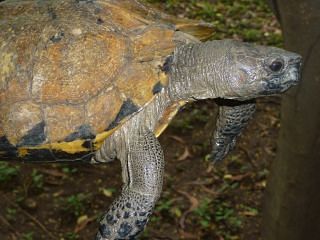 yadanabon-arakanforestturtle