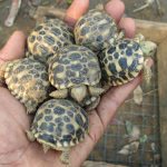 Burmese Star Tortoises